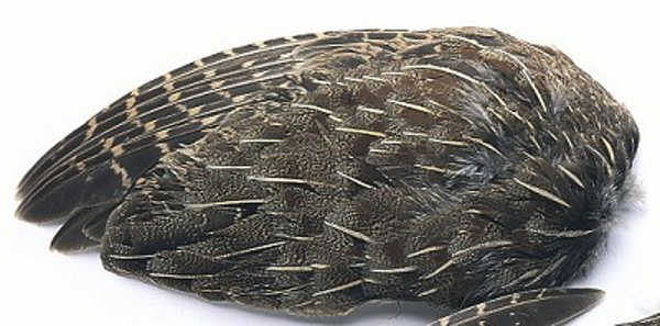 Bild på Partridge Wing (Rapphöna vingpar)