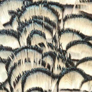 Bild på Amherst Pheasant (Nacke) Natural