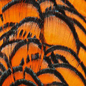 Bild på Amherst Pheasant (Nacke) Orange