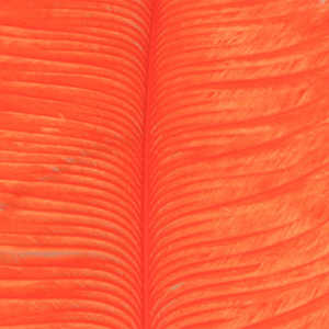 Bild på Ostrich Herl (Struts) Orange
