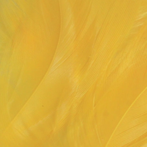 Bild på Lösa fjädrar från tuppsadel Yellow