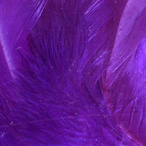 Bild på Lösa fjädrar från tuppsadel Purple