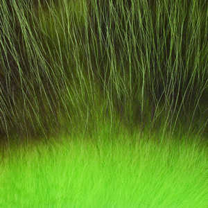 Bild på American Opposum Chartreuse
