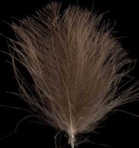 Bild på Swiss CDC Feathers Standard Dark Brown