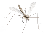 Bild på Json Realistic Wing Cranfly Clear (24 par)