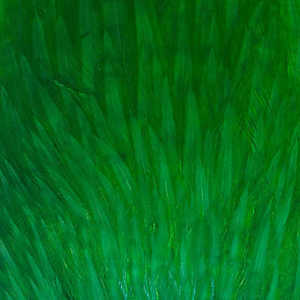 Bild på Indiska tuppnackar (AA Grade) Green